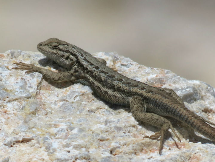 Western Sagebrush Lizard